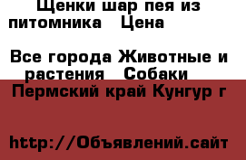 Щенки шар-пея из питомника › Цена ­ 15 000 - Все города Животные и растения » Собаки   . Пермский край,Кунгур г.